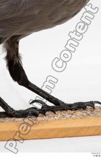 Carrion crow bird leg 0007.jpg